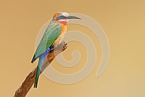 A white-fronted bee-eater perched on a branch, Kruger National Park, South Africa