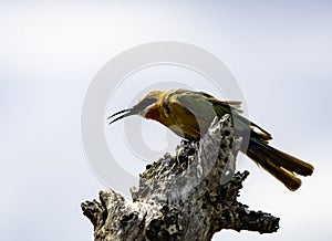 White-fronted bee-eater photographed in the Kruger National Park.