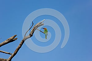 White-fronted Bee-eater Rear With Clear Blue Sky Merops bullockoides