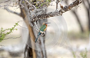 White-fronted bee-eater, Selous Game Reserve, Tanzania
