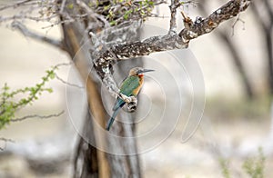 White-fronted bee-eater, Selous Game Reserve, Tanzania photo