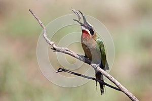 White fronted bee eater sitting on branch to hunt for insects