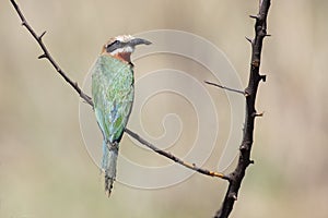 White fronted bee eater sitting on branch to hunt for insects