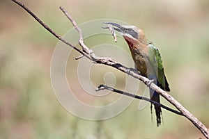 White fronted bee eater sitting on branch to hunt for insects