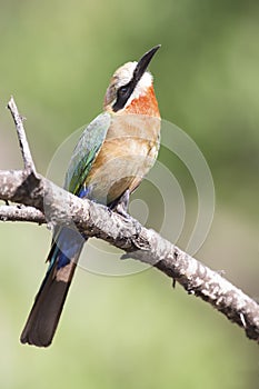 White fronted bee eater sitting on branch to hunt for insects