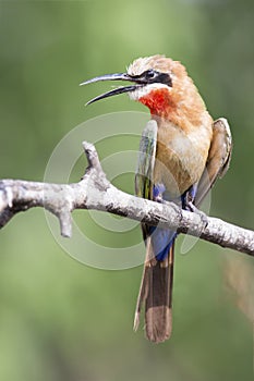 White fronted bee eater sitting on branch to hunt for insects