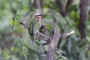 White-fronted Bee-eater sitting on a dry branch of a tree in a s