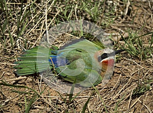 White fronted bee eater taking a sunbath