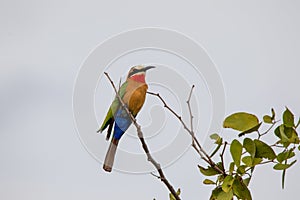 White-fronted bee-eater at the top of a tree