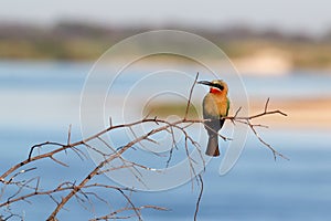 White fronted Bee-eater on tree