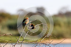 White fronted Bee-eater on tree