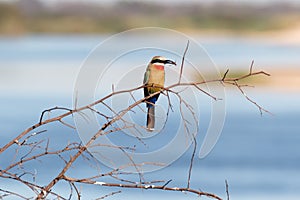 White fronted Bee-eater on tree