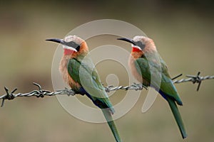 White-fronted Bee-eaters photo