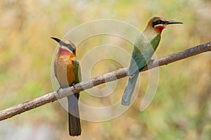 White fronted bee eaters Merops bullockoides near the river Chobe, Botswana Africa