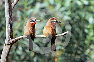 White-fronted Bee-Eaters perched on a tree branch with their beaks shut, perched in a peaceful