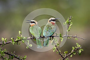 White-fronted Bee-eaters sitting on a branch in Botswana, Africa