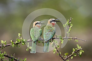 White-fronted Bee-eaters sitting on a branch in Botswana, Africa