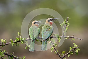 White-fronted Bee-eaters sitting on a branch in Botswana, Africa photo