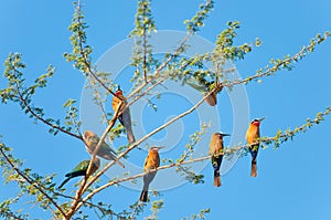 White-fronted bee-eaters on a tree - national park selous game reserve in east africa