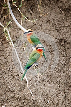 White fronted bee eaters