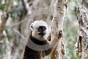 White-fronted brown lemur (Eulemur fulvus albifrons)