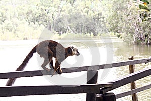 White-fronted brown lemur (Eulemur fulvus albifrons)