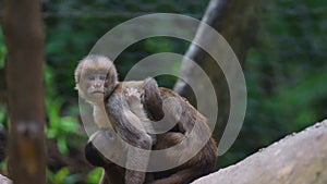 White-fronted capuchin with baby. Common names: mono capuchino. photo
