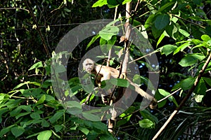 White fronted capuchin in the jungle, Amazon, Brazil