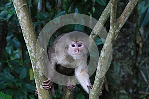 A white fronted capuchin monkey, cebus albifrons, sitting in a small tree