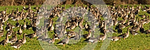 White-fronted Geese, Anser albifrons, on meadow in winter, Lueneburg Heath