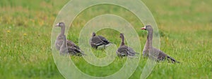 White-fronted Geese family on grass