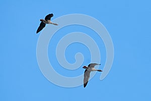 White Fronted Geese Pair in flight