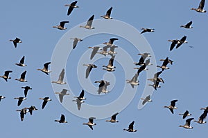 White fronted goose, Anser albifrons