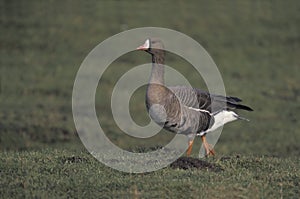 White-fronted goose, Anser albifrons