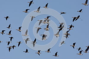 White fronted goose, Anser albifrons photo