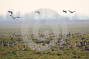 White fronted Goose. Anser albifrons. Latvia