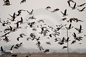 White-fronted goose and bean goose on stop-overs