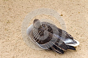 White-fronted goose (brown duck) relax and sleeping on the sand