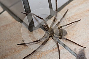 White-fronted high-footed spiders that benefit humans photo