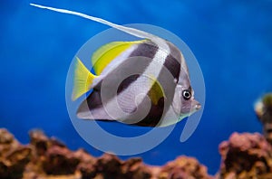 The white-fronted kabuba fish (Lat. Heniochus acuminatus) with black beautiful stripes