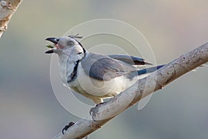 White Fronted Magpie Jay Eating