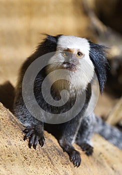 White-fronted Marmoset the small monkey from South America