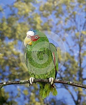 White-Fronted Parrot, amazona albifrons, Adult standing on Branch