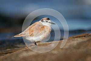 White-fronted plover