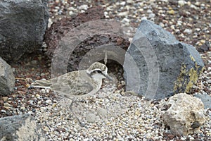 White-fronted Plover adult, breeding plumage