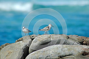 White-fronted Plover birds