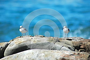 White-fronted plover birds