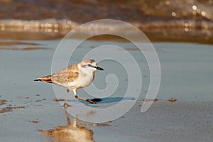 White fronted plover