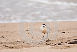 White-fronted Sand Plover