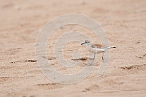 White-fronted Sandplover